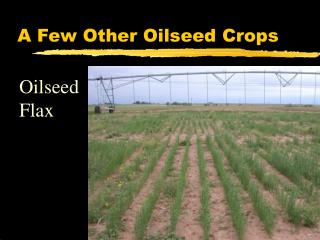 A Few Other Oilseed Crops