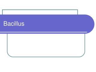 Bacillus