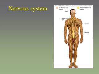 Nervous system