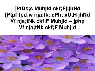 Gj;jpAs;s Muhjid ckf;Fj;jhNd gf;jpAs;s nja;tk; ePh; xUth; jhNd – Vf