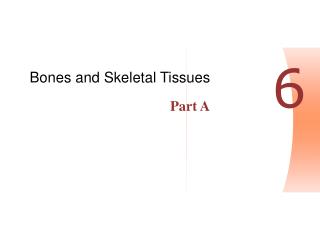 Bones and Skeletal Tissues Part A