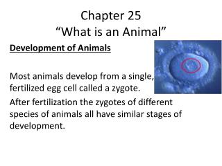 Chapter 25 “What is an Animal”