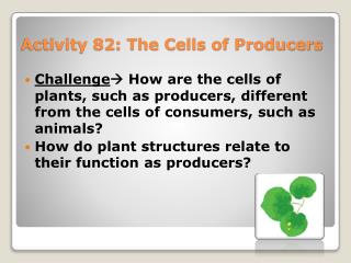 Activity 82: The Cells of Producers