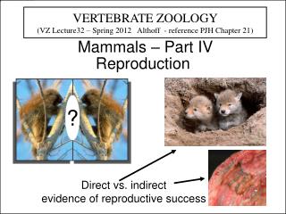 Mammals – Part IV