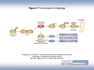 Figure 2 The process of mitophagy