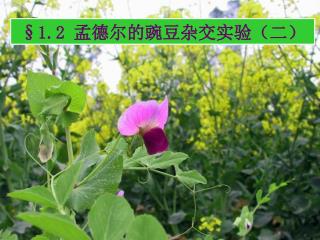§ 1.2 孟德尔的豌豆杂交实验（二）