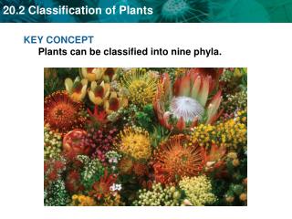 KEY CONCEPT Plants can be classified into nine phyla.