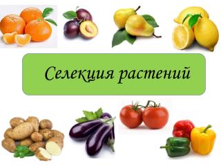 Селекция растений