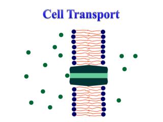 Cell Transport