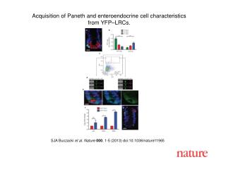 Acquisition of Paneth and enteroendocrine cell characteristics from YFP–LRCs.