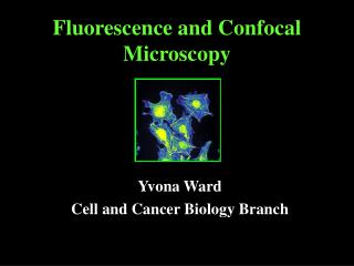 Fluorescence and Confocal Microscopy