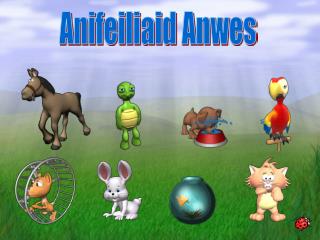 Anifeiliaid Anwes