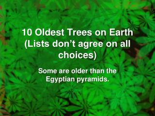 10 Oldest Trees on Earth (Lists don’t agree on all choices)