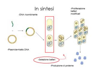 Cloramfenicolo acetil tranferasi (Cat)