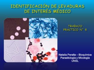 IDENTIFICACIÓN DE LEVADURAS de interés médico