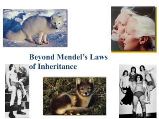 Beyond Mendel’s Laws of Inheritance