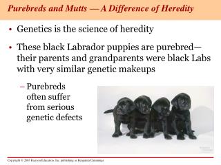 Purebreds and Mutts — A Difference of Heredity