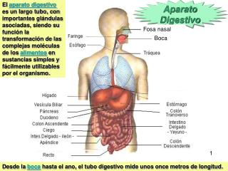 Aparato Digestivo