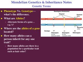 Mendelian Genetics &amp; Inheritance Notes Genetic Terms
