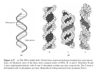 wiley/college/pratt/0471393878/student/animations/dna_replication/index.html