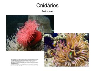 Cnidários