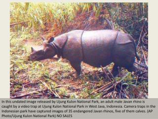 Camera captures rare Indonesian rhinos