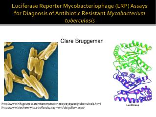 (nih/researchmatters/march2009/03092009tuberculosis.htm )