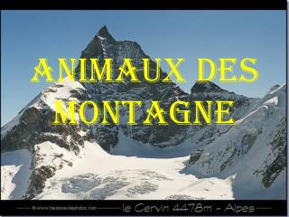 ANIMAUX DES MONTAGNE