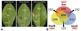 Citrus aurantifolia