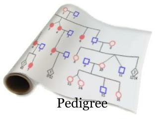 Pedigree