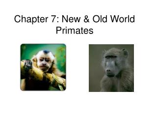 Chapter 7: New &amp; Old World Primates