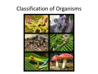 Classification of Organisms