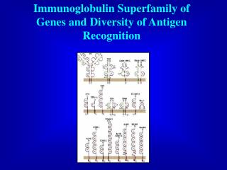 Immunoglobulin Superfamily of Genes and Diversity of Antigen Recognition