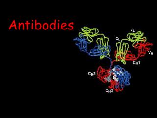 Antibodies