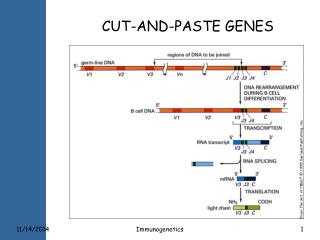 CUT-AND-PASTE GENES