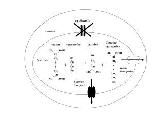 cystinosin