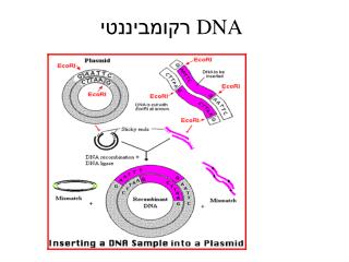 רקומביננטי DNA