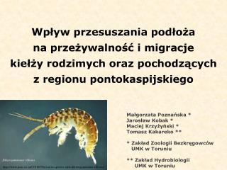 Wpływ przesuszania podłoża na przeżywalność i migracje kiełży rodzimych oraz pochodzących