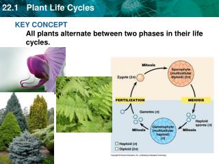 KEY CONCEPT All plants alternate between two phases in their life cycles.