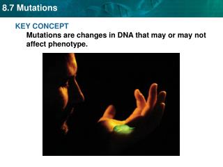 KEY CONCEPT Mutations are changes in DNA that may or may not affect phenotype.