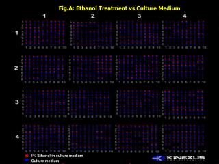 Fig.A: Ethanol Treatment vs Culture Medium