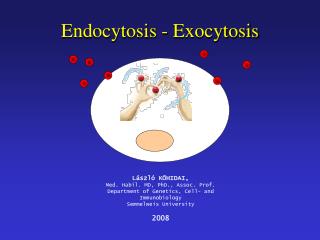 Endocytosis - Exocytosis