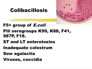 Colibacillosis