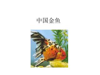 中国金鱼