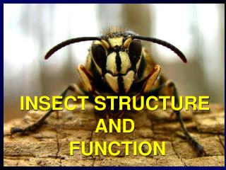INSECT STRUCTURE AND FUNCTION