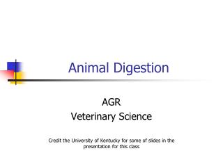 Animal Digestion