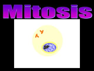 Mitosis