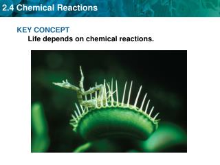 KEY CONCEPT Life depends on chemical reactions.