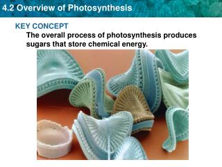 KEY CONCEPT The overall process of photosynthesis produces sugars that store chemical energy.