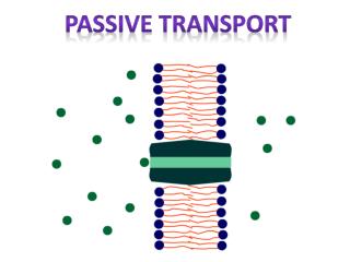 Passive Transport